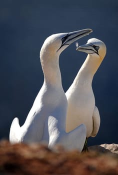 Basstölpel