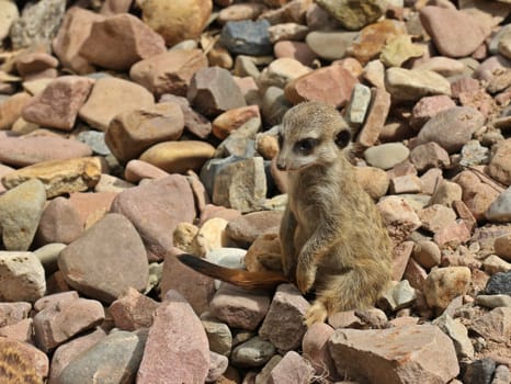 Young meerkat