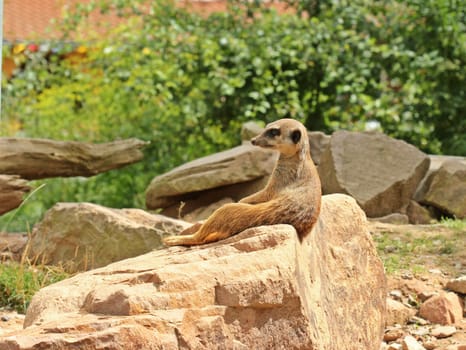Sitting meerkat