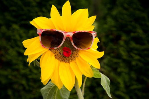 Miss Sunny Funny