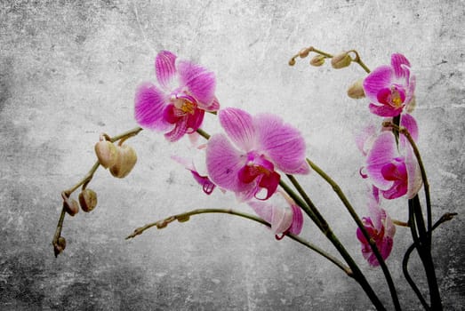 Pink orchid isolated on a white background