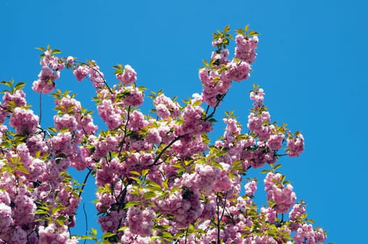 Close up of the spring cherry flowers