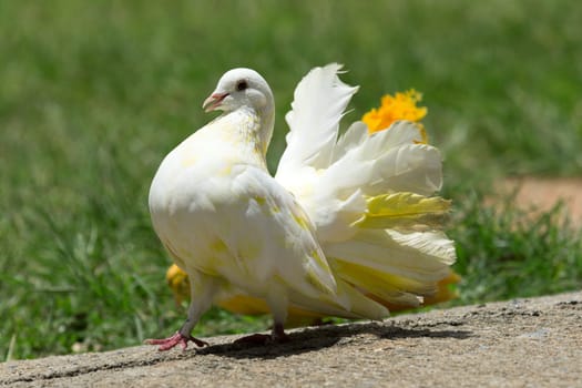 pigeons standing on the grass in a city park