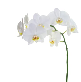 white orchids flower isolated on white background