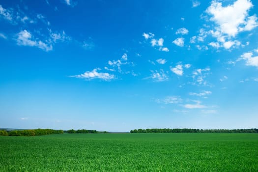 field on a background of the blue sky