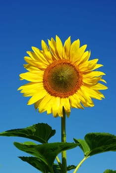 yellow sunflower and blue sky background