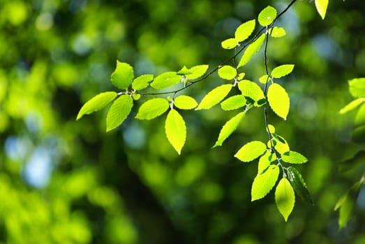 green leaves background in sunny day