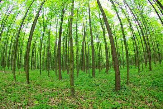 Early morning sun in the green forest