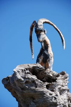 Capra Ibex Capricorn Goat Wild Goat