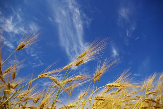 Wheat ears against the blue  sky