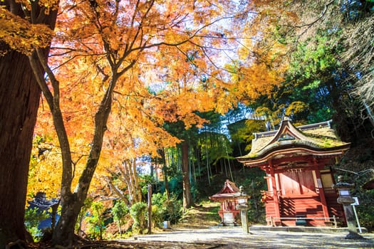 Tanzan Shrine at fall for adv or others purpose use