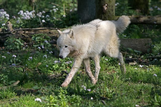 Polarwolf