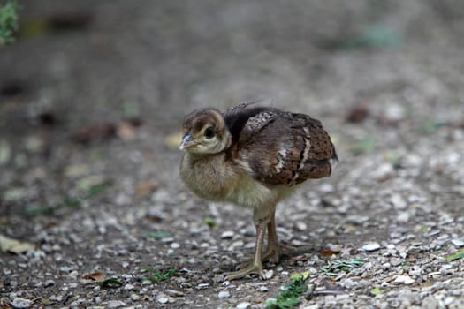 Peacock chicks
