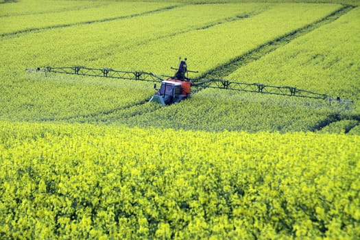 Tractor in a rapeseed field