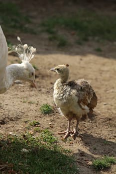 Peacock chicks