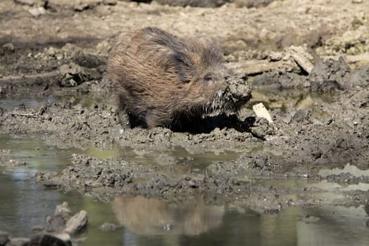 Angry wild boar