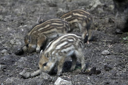 Wild boar freshlings