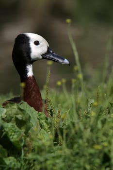 Widow's whistle goose