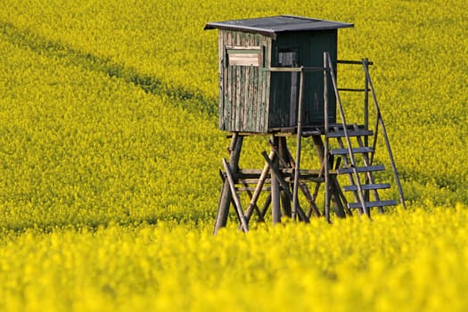 High seat on a rapeseed field