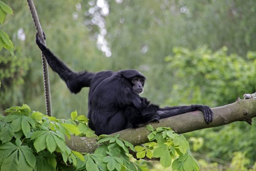 Siamang