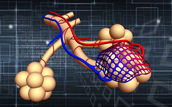 Digital illustration of alveoli in colour background
