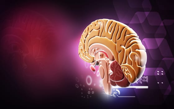Digital illustration of brain in colour background
