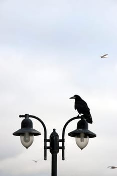 big crow perched on top of a double streetlight in Ireland