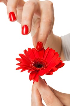 Women's hands with beautiful well-groomed fingers and red nail polish and gerbera flower close up isolated on white background