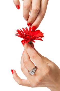Women's hands with beautiful well-groomed fingers and red nail polish and gerbera flower close up isolated on white background