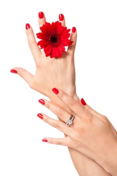 Women's hands with beautiful well-groomed fingers and red nail polish and gerbera flower close up isolated on white background