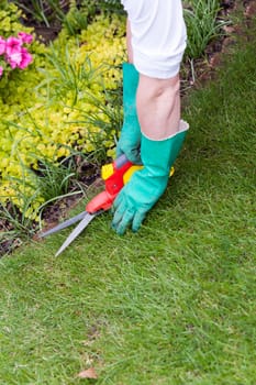 Hands with gloves and a garden scissors when gardening outdoors in summer
