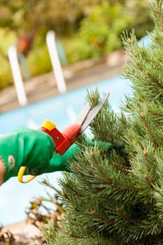 Hands with gloves and a garden scissors when gardening outdoors in summer