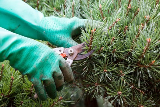 Hands with gloves and a garden scissors when gardening outdoors in summer