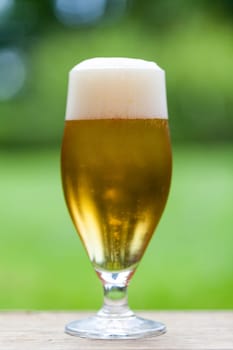 Beer tulip with a white foam crown against a green background outdoors