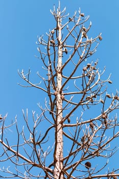 Big leafless tree on a blue background