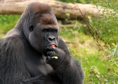 Hungry Silverback