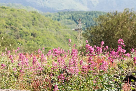 Field of Flowers on mount Etna