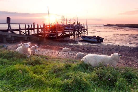 Sheep on the dike - Wadden Sea