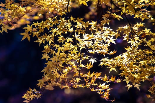Tanzan Shrine at fall for adv or others purpose use