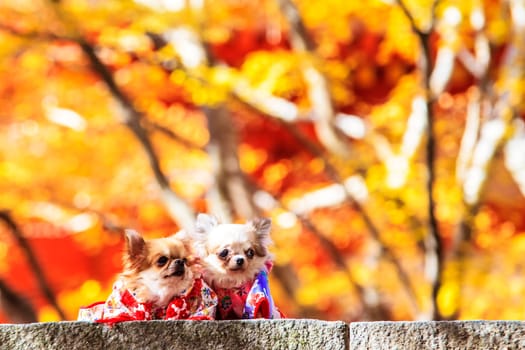The Dog Wearing A Yukata for adv or others purpose use