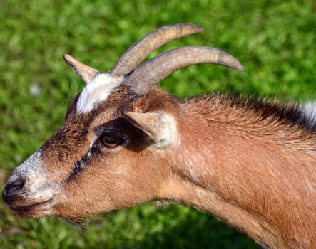 Curious goat