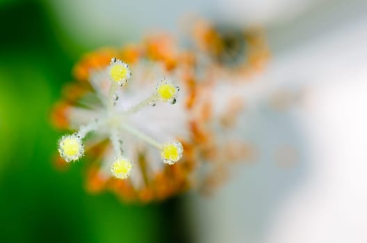 Close up carpel of the white Snowflake Hibiscus flowers ( Hibiscus rosa sinensis )