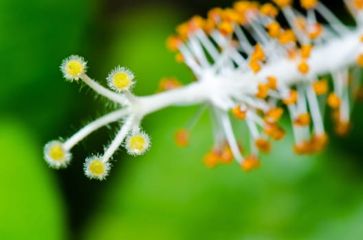 Close up carpel of the white Snowflake Hibiscus flowers ( Hibiscus rosa sinensis )