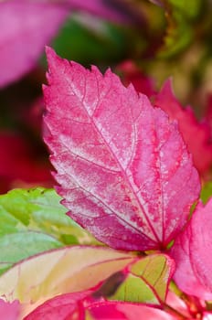 Pink leaf of the Snowflake Hibiscus ( Hibiscus rosa sinensis )