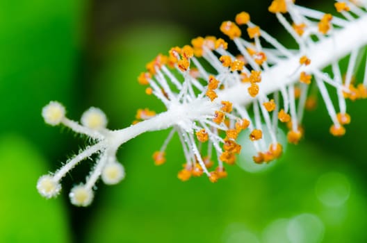 Close up carpel of the white Snowflake Hibiscus flowers ( Hibiscus rosa sinensis )