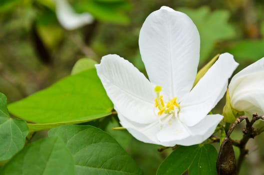 Snowy Orchid flower ( Bauhinia acuminata )  is a species of flowering shrub native to tropical southeastern Asia, Thailand