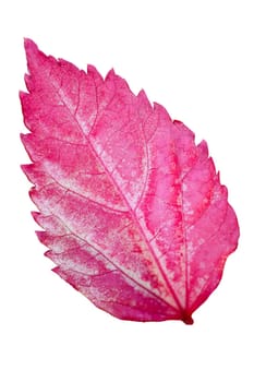Pink leaf of the Snowflake Hibiscus ( Hibiscus rosa sinensis ) on white background