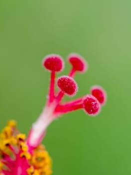 Close up red carpel of the Snowflake Hibiscus ( Hibiscus rosa sinensis ).