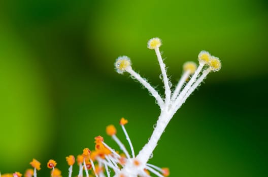 Close up white carpel of the Snowflake Hibiscus ( Hibiscus rosa sinensis )