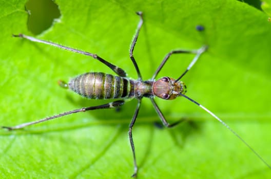 Tiny Ant Mimic Cricket Nymph on the foliage  ( Macroxiphus ).